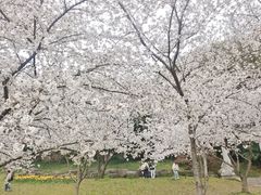 -苏州上方山国家森林公园