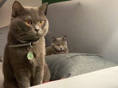 -喵zoo家庭繁育猫舍(尖东智能花园店)