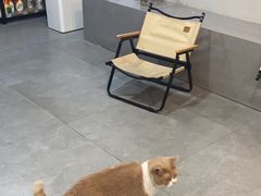-伟伟宠物医院·CT影像中心·瑞派犬猫综合性门诊(汉口总院)