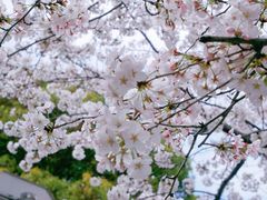 -高东镇樱花园