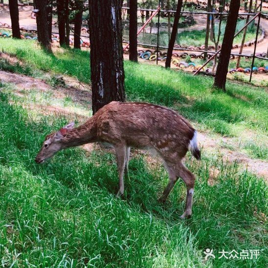 和小动物们来一场约会叭～