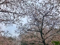 -武汉大学-樱园