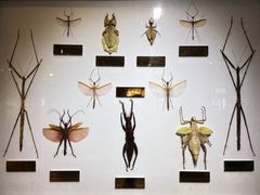 -上海昆虫博物馆