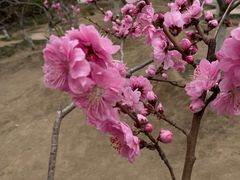 -桃花堤公园
