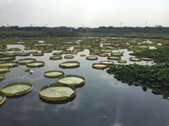-荷塘月色湿地公园·向阳花洲