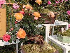 -人民公园(罗湖区)