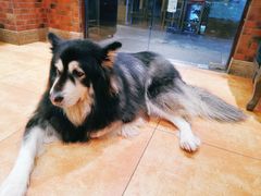 -more than meow吴止猫主题餐厅(承德 中船汇店)