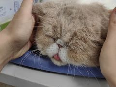 -贝康宠物医院·犬猫全科·小动物特色诊疗中心(东环路店)
