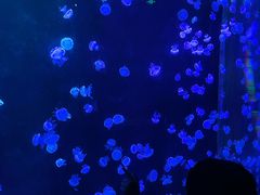 -欢乐海岸海洋奇梦馆