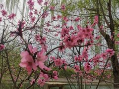 -桃花堤公园