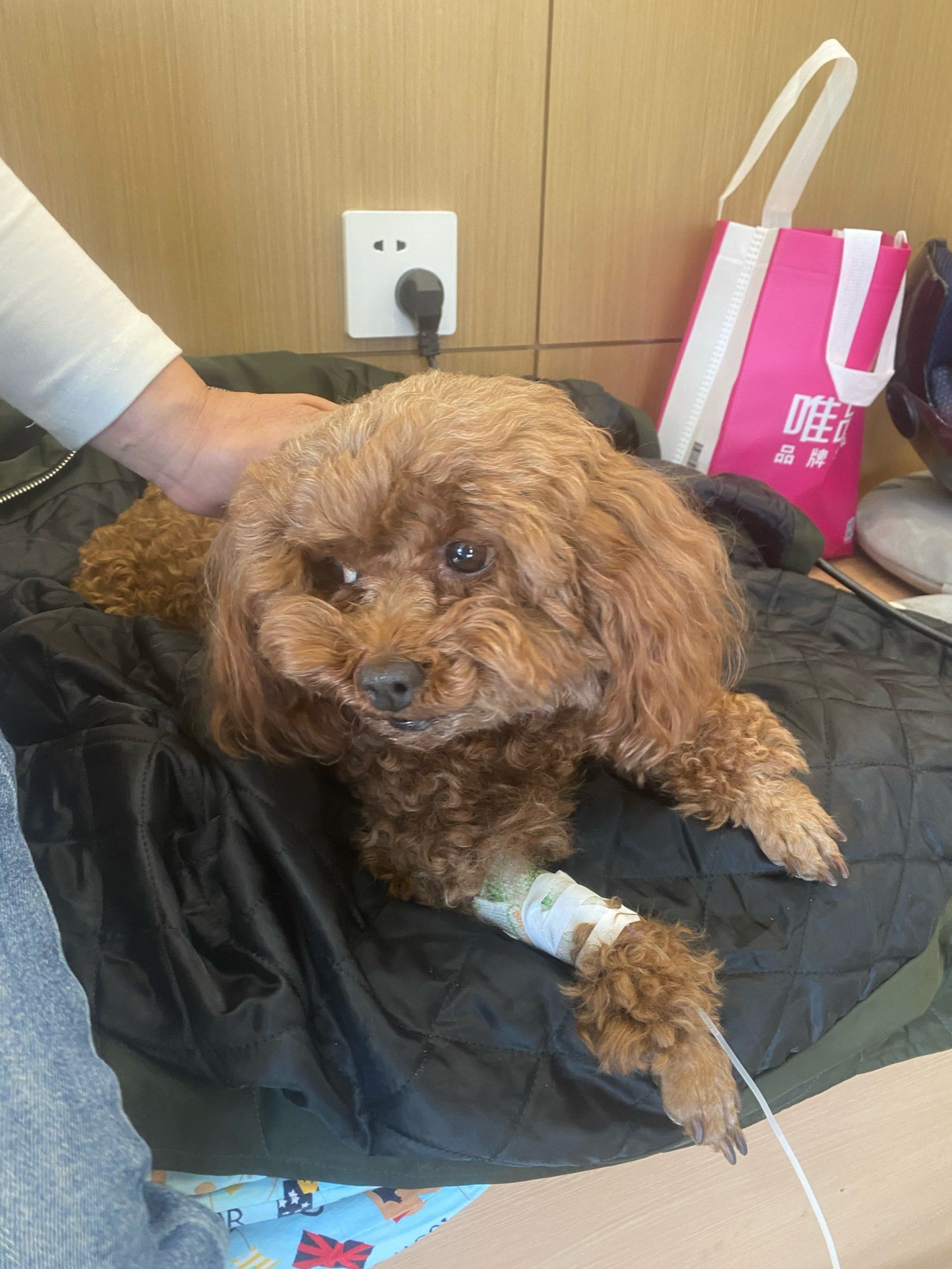 狗狗不舒服的日子