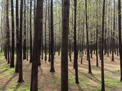 -日照海滨国家森林公园