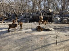 -北京野生动物园