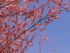 -洛阳市隋唐城遗址植物园