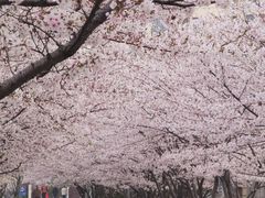 -高东镇樱花园