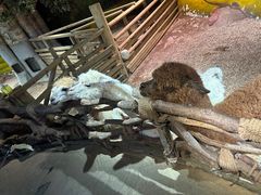 -正佳雨林生态植物园