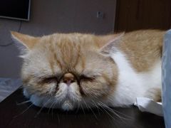 -北京佳信宠物医院