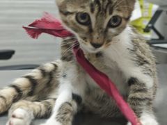 -瑞派名望志远动物医院·猫科·內科·异宠专科(直港大道店)