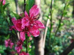 -上海市龙华烈士陵园