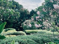 -新加坡植物园