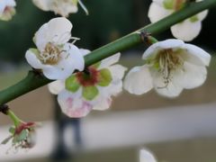 -荔枝公园(福田区)