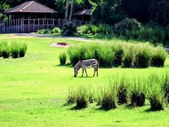 -奥兰多迪士尼动物王国乐园