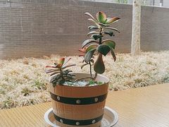 -香草意餐厅(杏石口路店)