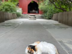 -大觉寺-停车场