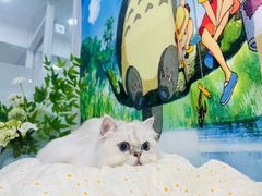 -爱洗澡的猫(望京店)