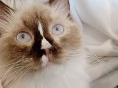 -平行世界·猫咖(首经贸店)