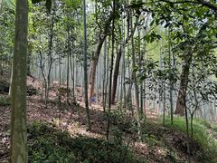 -上海佘山国家森林公园天马山园