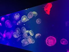 -成都浩海立方海洋公园