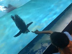 -北戴河圣蓝海洋公园