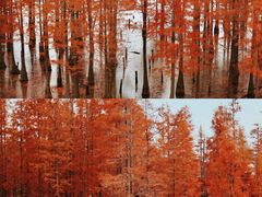 -白鹭湾湿地公园