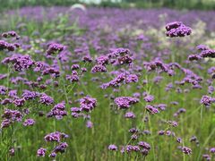 -洪湖湿地生态园