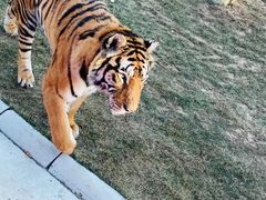 -北京野生动物园