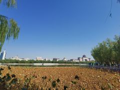 -莲花池公园