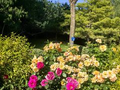 -大望京公园