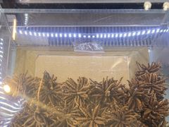 -三江源牌冬虫夏草(中山北路店)