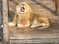 -石家庄市动物园