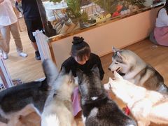 -Husky Go! 哈士奇体验馆·宠物咖啡厅狗咖