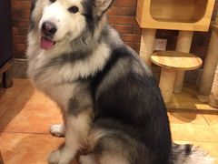 -more than meow吴止猫主题餐厅(承德 中船汇店)