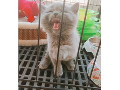 -阿甘锅盔(合生汇购物中心店)