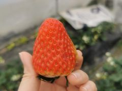 -小鱼草莓采摘园农家乐·小鱼餐厅