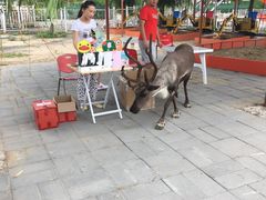-北京鹿世界主题园