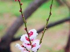 -梅花山(明孝陵内)