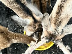 -北极村旅游风景区