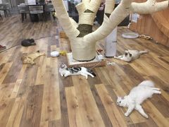 -袖虎·猫馆(体育西路店)