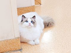 -艾贝尔宠物诊疗