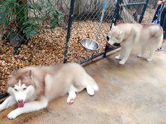 -TrueLove @ Neverland (Husky Cafe)